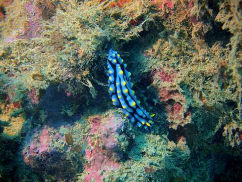 Image of Lumpy black bluegrey orange slug