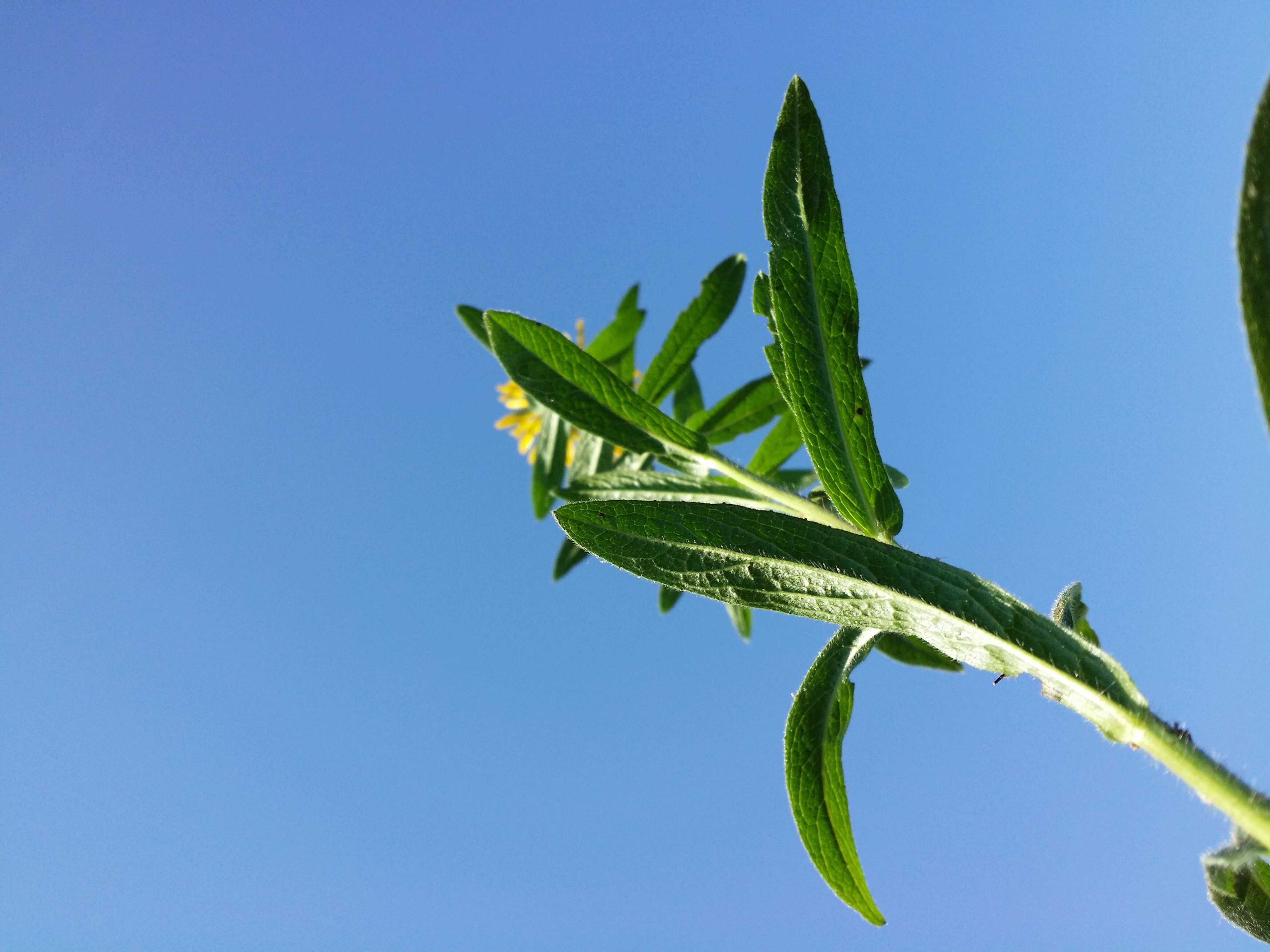 Image of Inula hirta