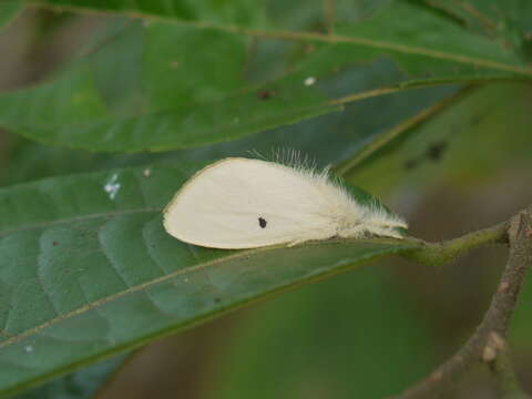 Image of Euproctis lunata Walker 1855