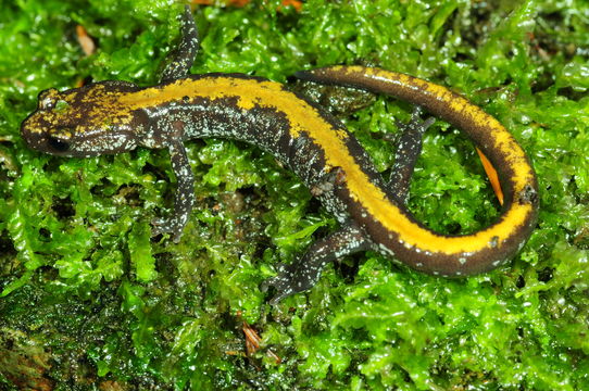 Image of Coeur d'Alene Salamander