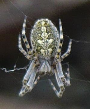 18.https www inaturalist org photos 2537327.580x360