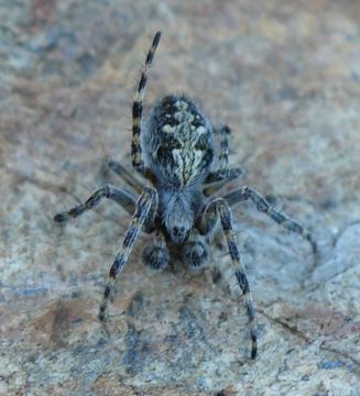 18.https www inaturalist org photos 2537328.580x360