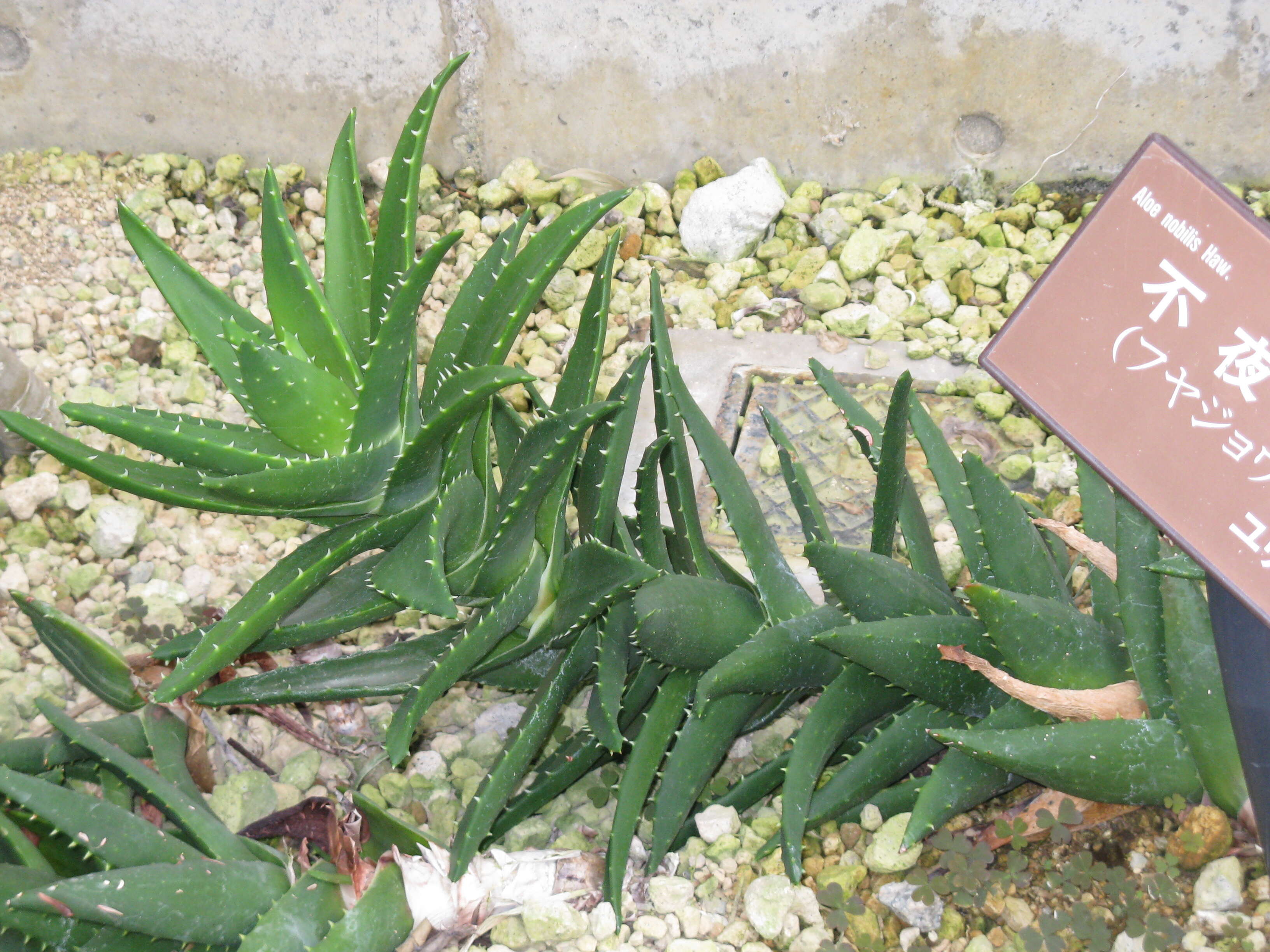 Image of Aloe × nobilis