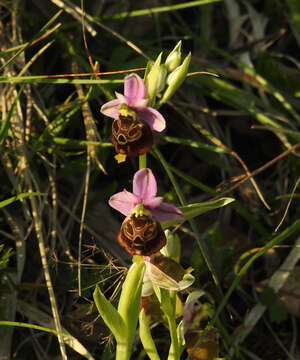 Image of late spider-orchid