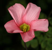 Image of Oxalis obtusa Jacq.