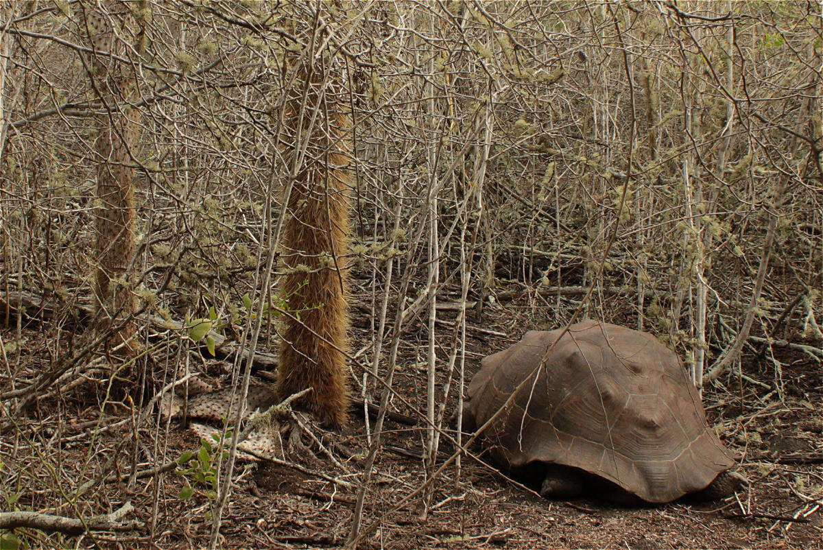 Image of Sierra Negra giant tortoise