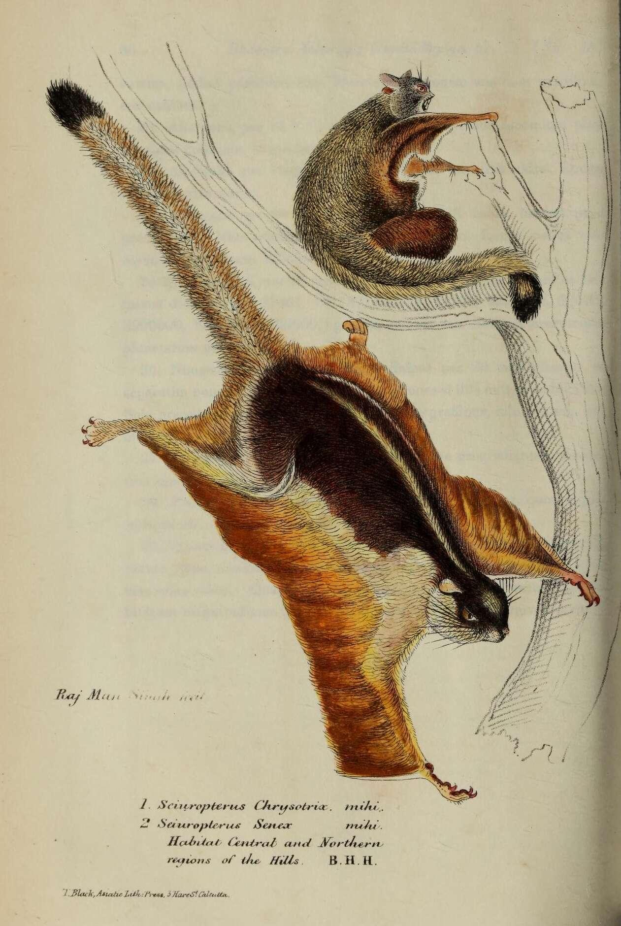 صورة Petaurista elegans (Müller 1840)