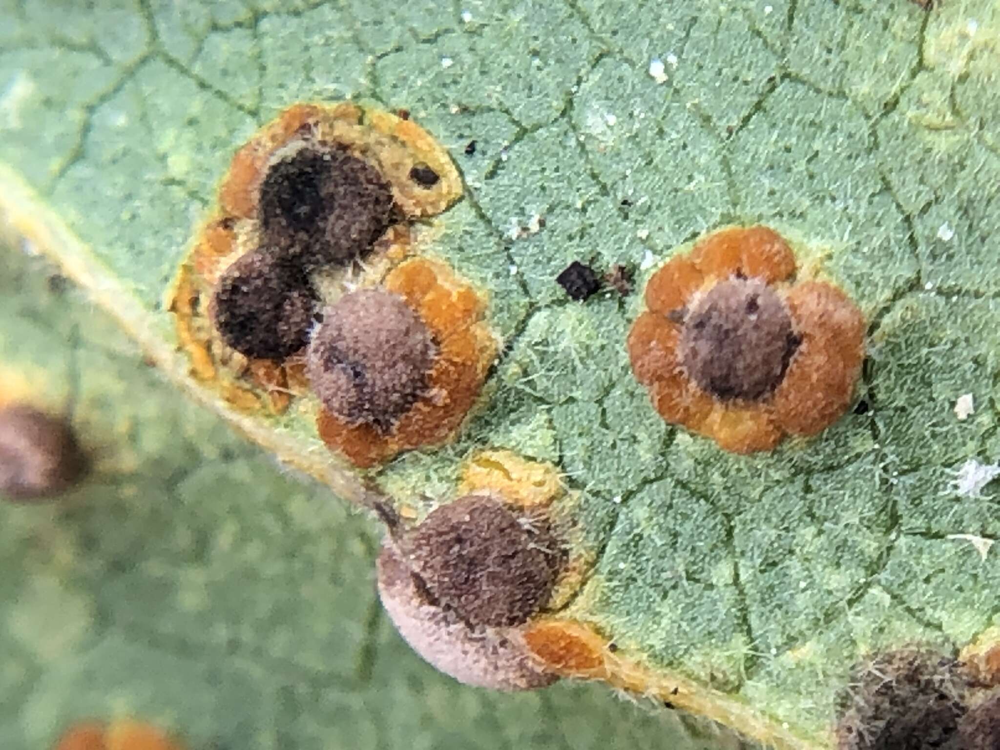 Image of Puccinia malvacearum Bertero ex Mont. 1852