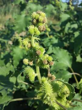 Imagem de Xanthium orientale L.