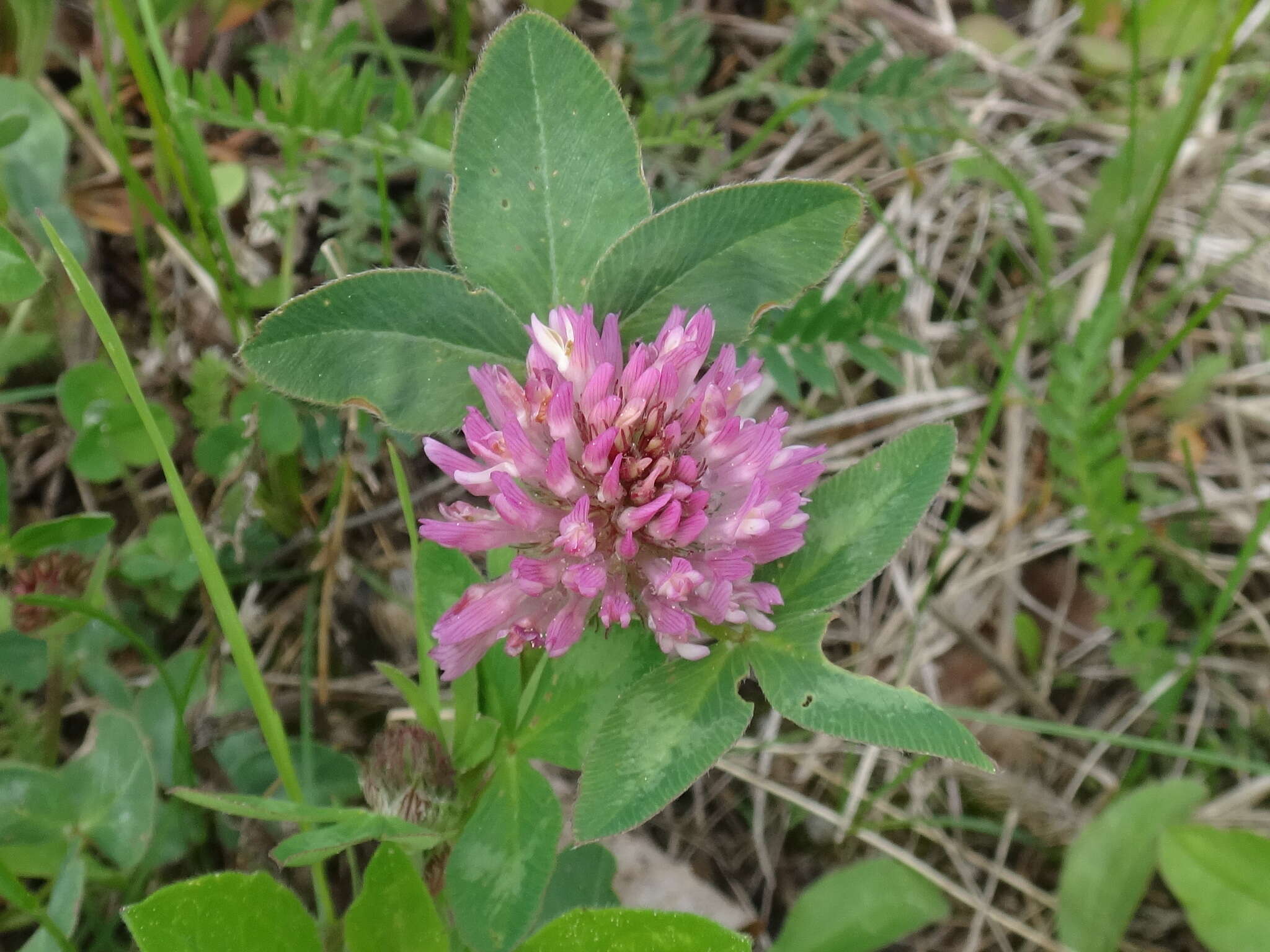 Image of Red Clover