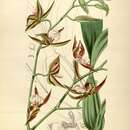 Image of Cyrtochilum falcipetalum (Lindl.) Kraenzl.