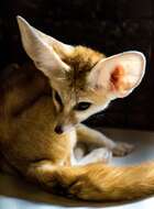 Image of Fennec Fox