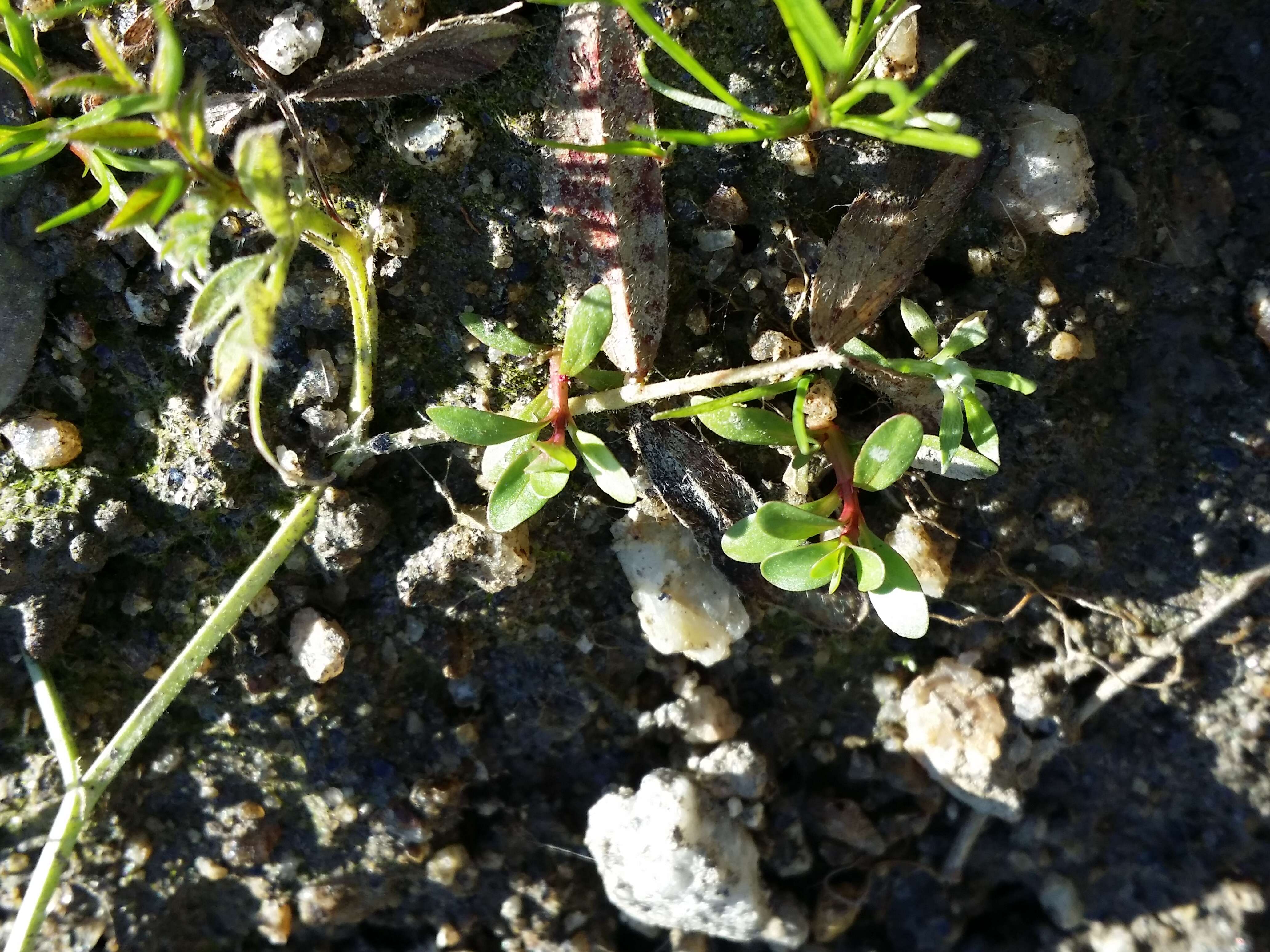 Image of Spatulaleaf Loosestrife