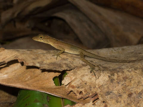 Image of Many-scaled Anole