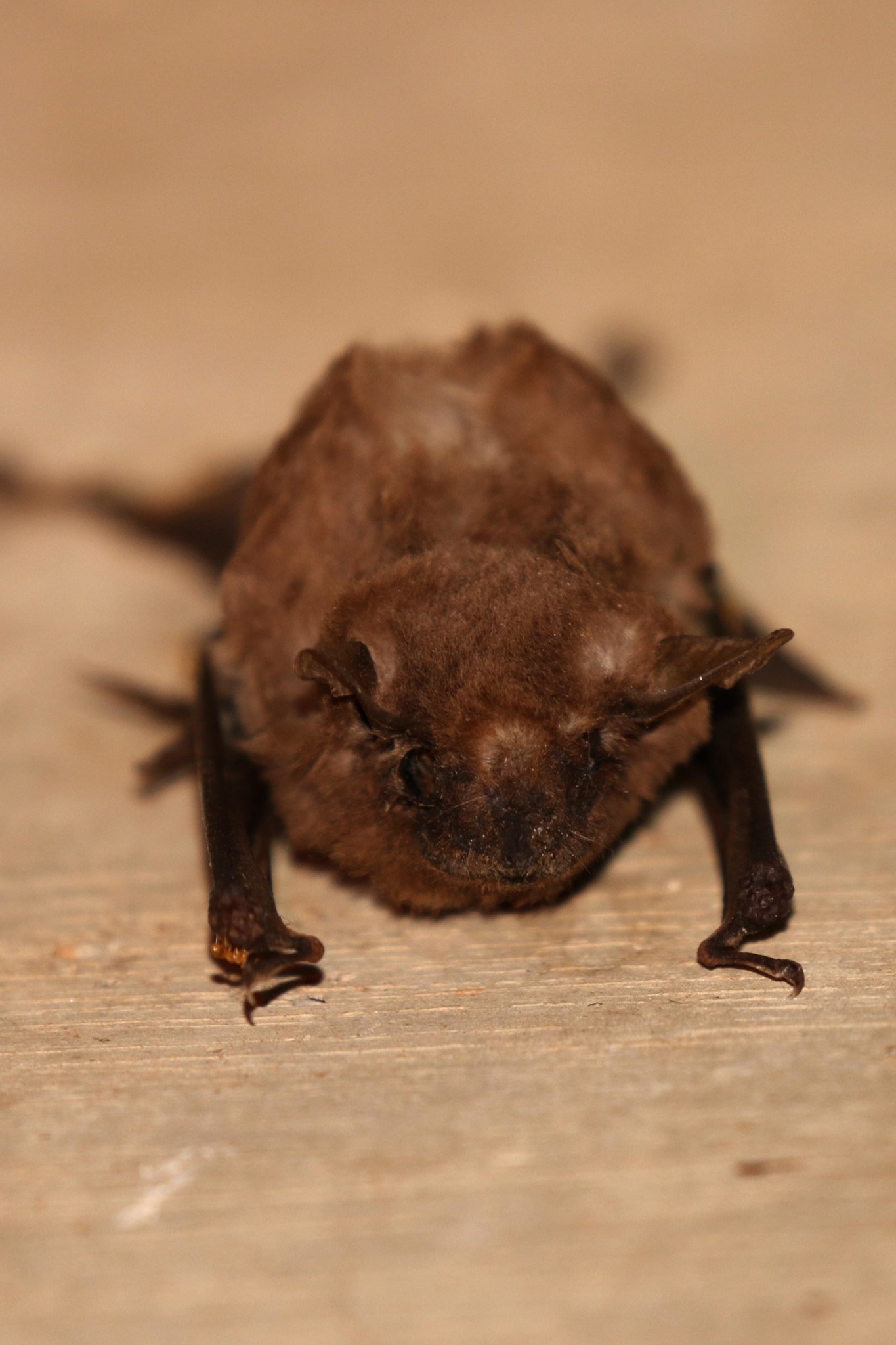 Image of African Sheath-tailed Bat