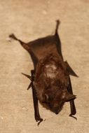 Image of African Sheath-tailed Bat