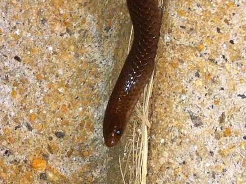 18.https www inaturalist org photos 254205.580x360