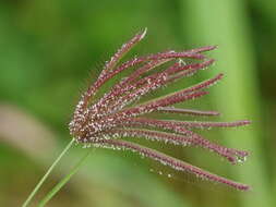 Image of swollen fingergrass