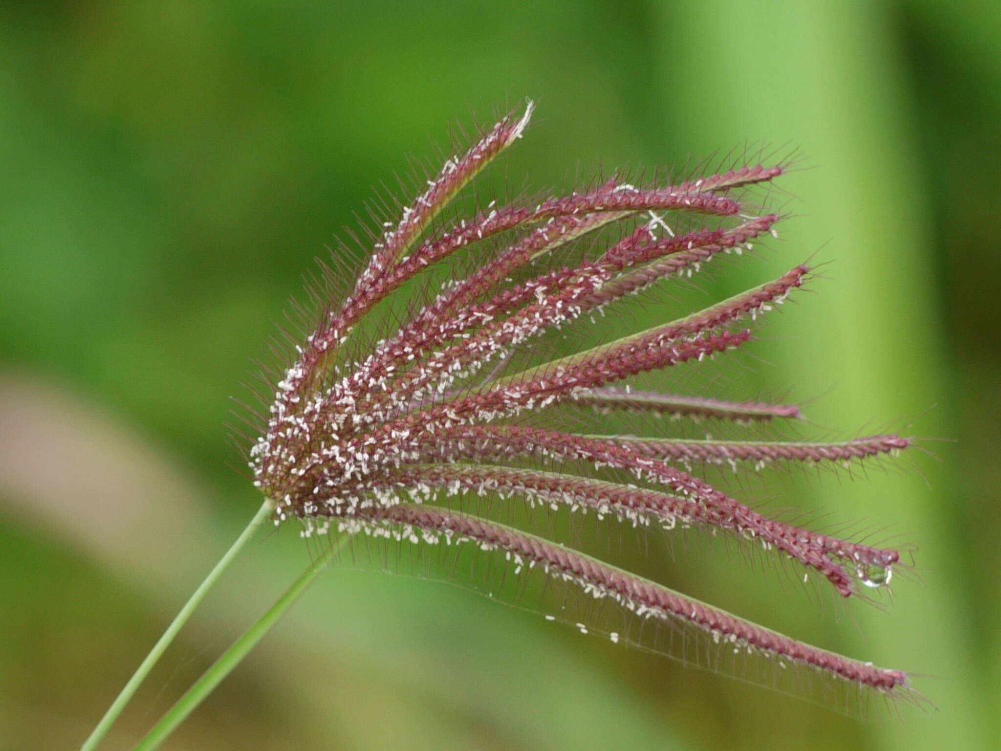 Image of swollen fingergrass