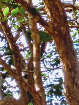 Image of Yellow-chevroned Parakeet