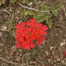 Image of <i>Glandularia peruviana</i>