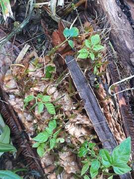 Image of Monkey comb