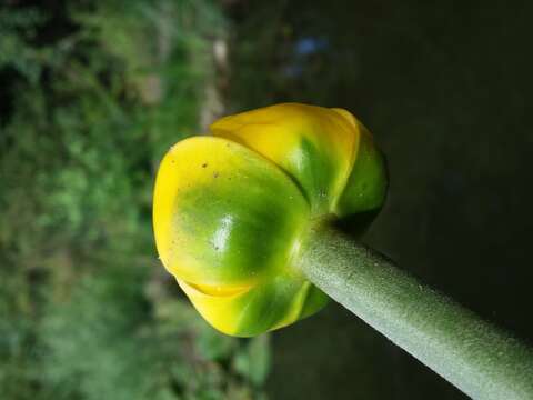 Image of Yellow Water-lily