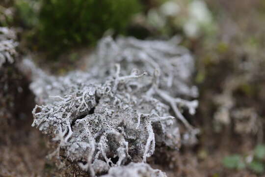 Image of Cow pie lichen