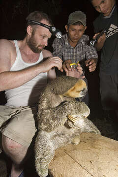 Image of Pale-throated Sloth