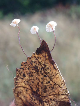 Image of <i>Gymnopus quercophilus</i>