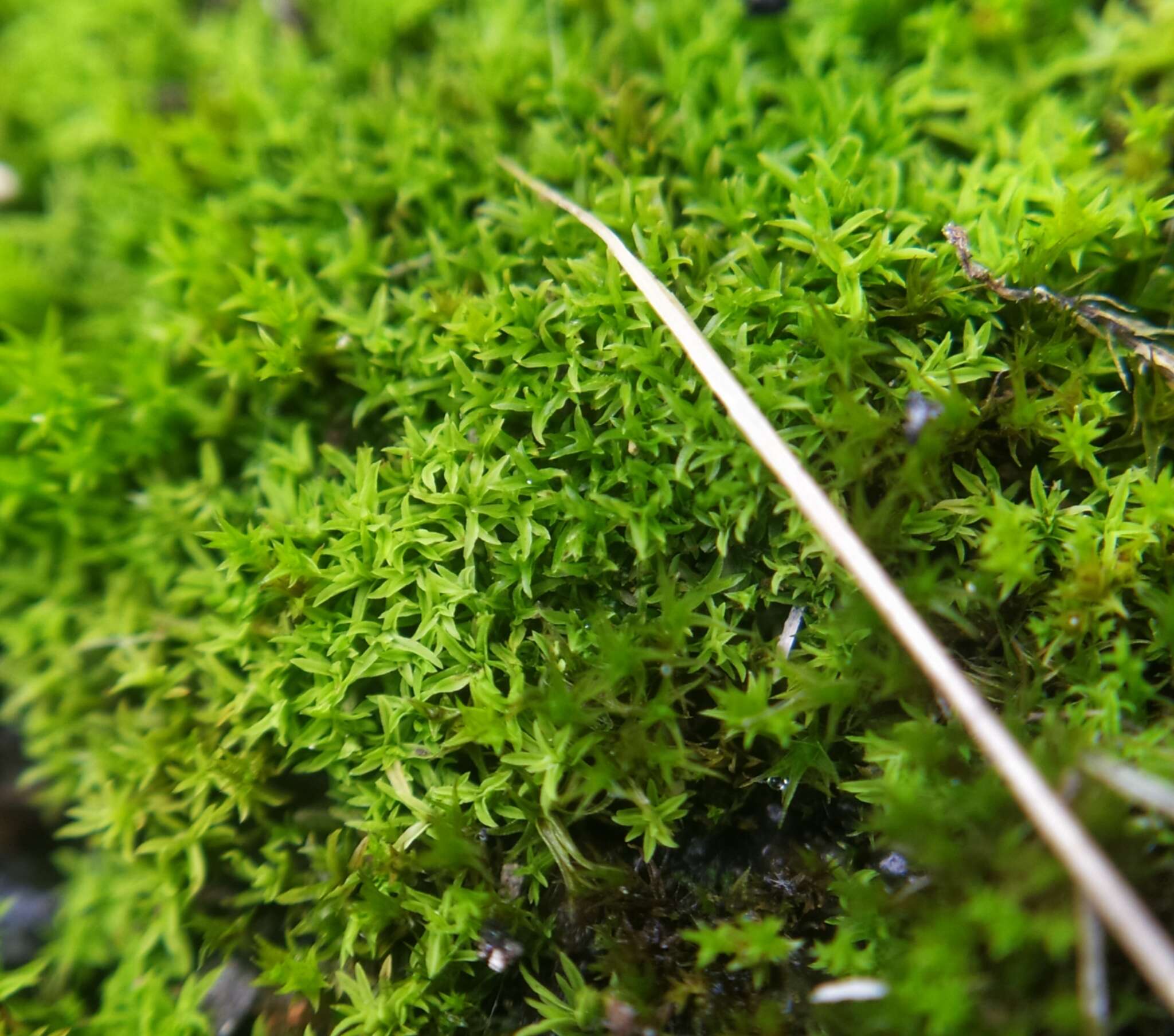 Image of barbula moss