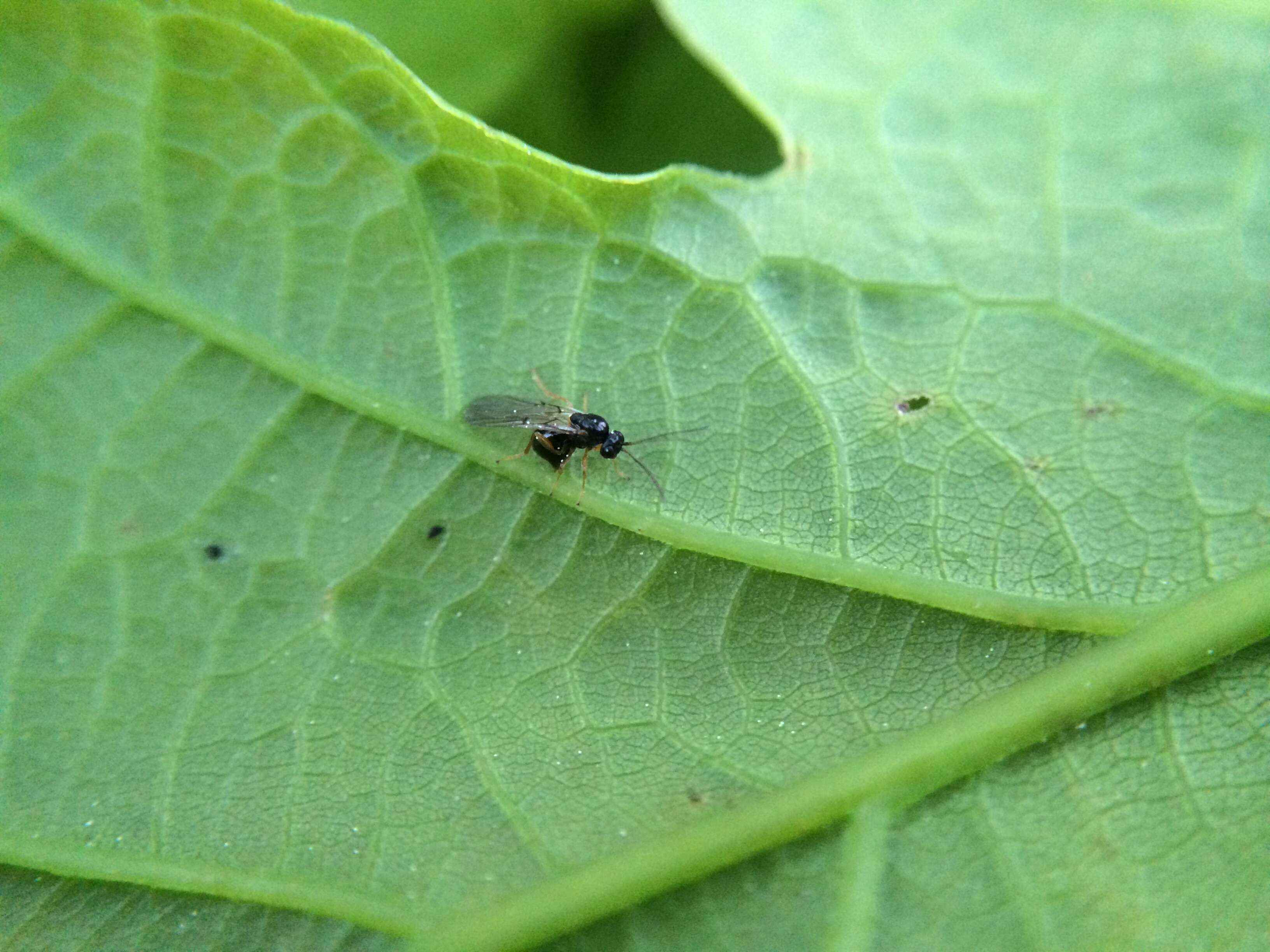 Image of Oyster Gall Wasp