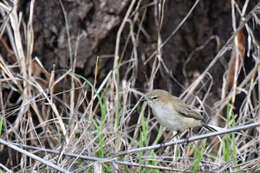 Image of Western Gerygone