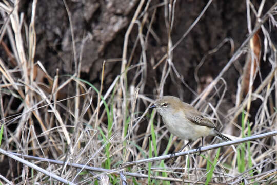 Слика од Gerygone fusca (Gould 1838)