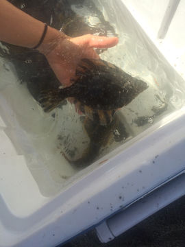 Image of Starry Flounder