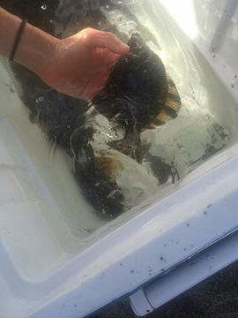 Image of Starry Flounder