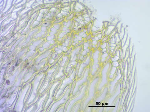 Image of slender cow-horn bog-moss