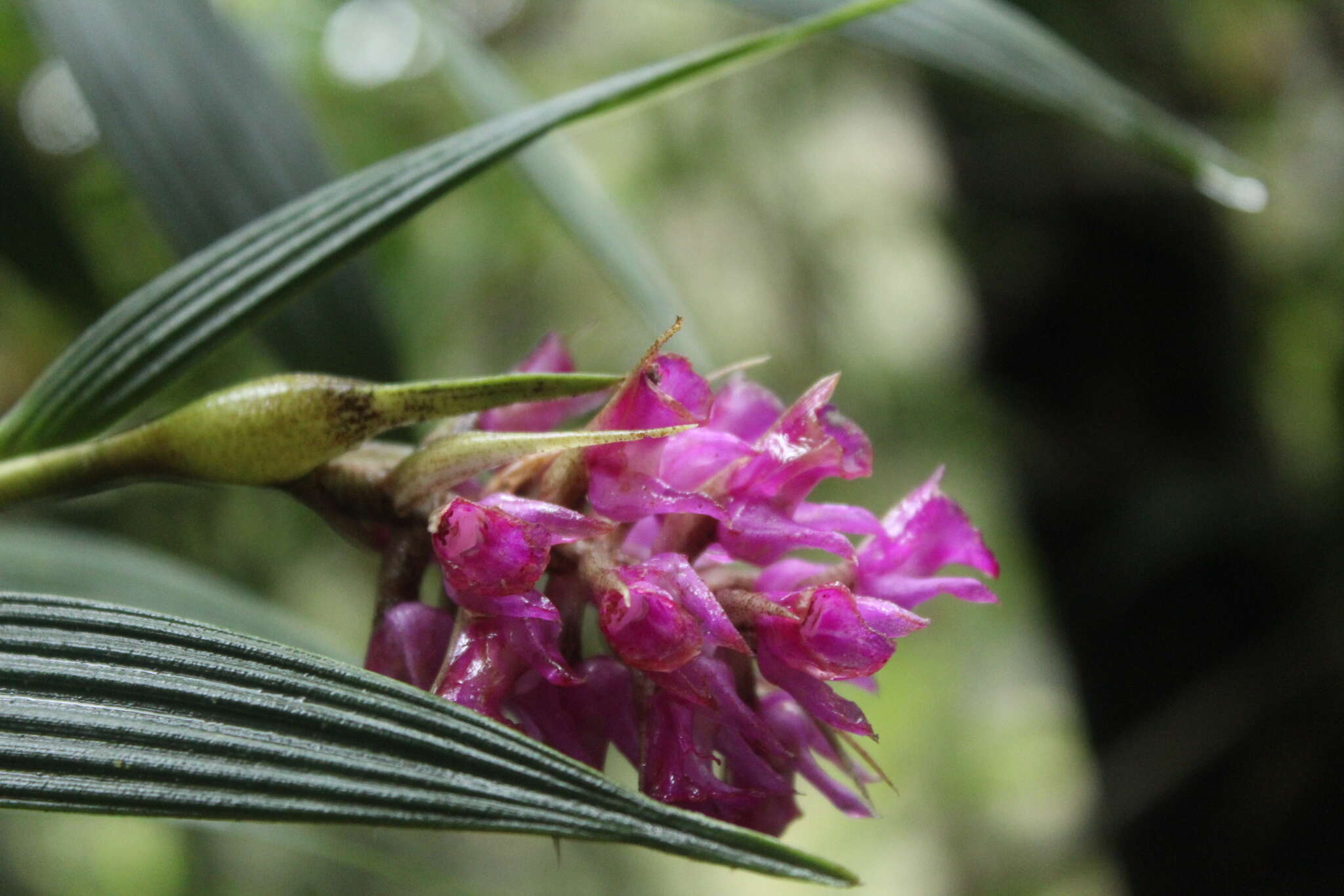 Image of Tiger orchid