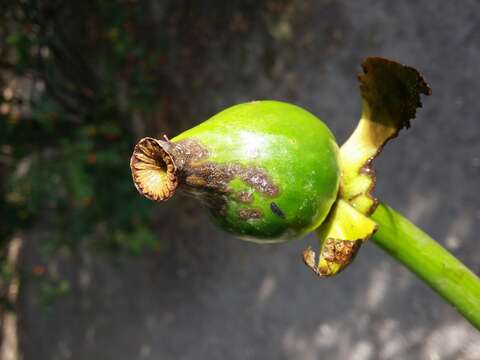 Image de Nénuphar Jaune