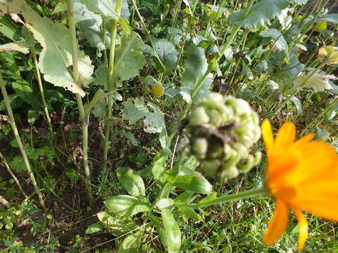 Image of pot marigold