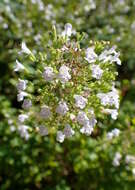 Image of Lesser calamint