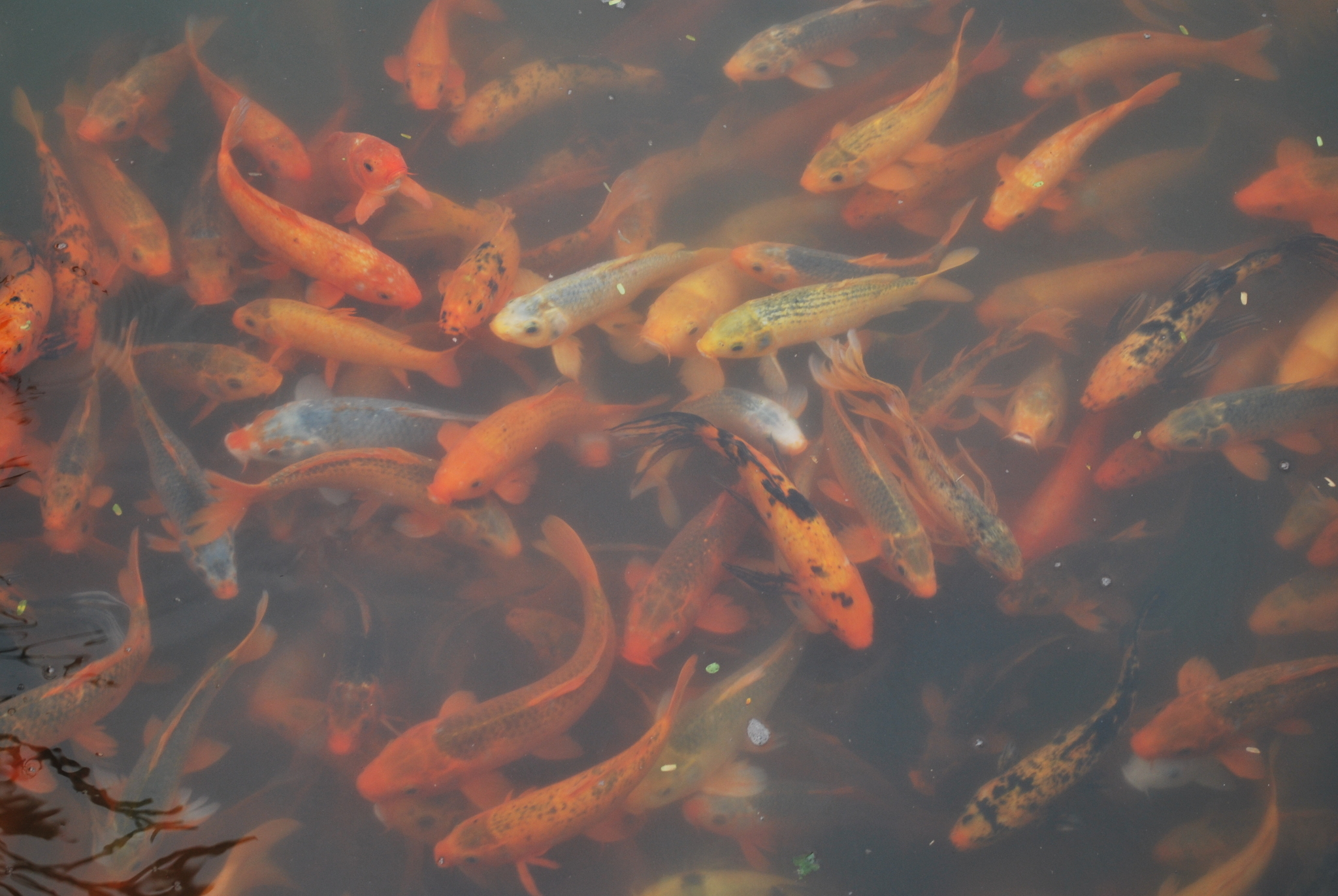 Image of <i>Cyprinus <i>carpio</i></i> carpio