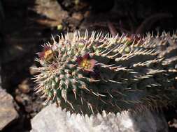 Image of Ceropegia officinalis subsp. officinalis