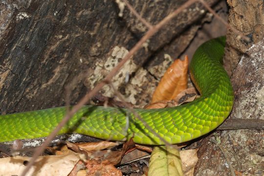 18.https www inaturalist org photos 2553912.580x360