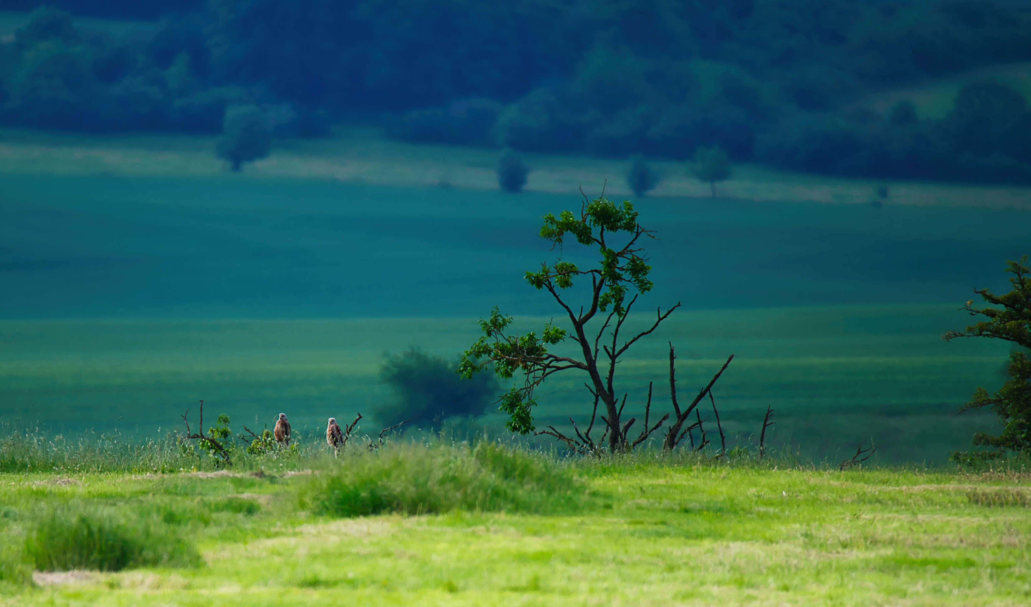 Image of Red Kite