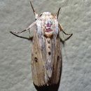 Image of Southern Armyworm Moth
