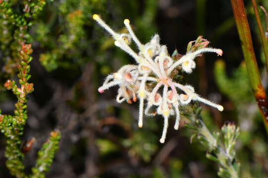 Image of Silky-oak