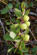 Image of alpine bilberry