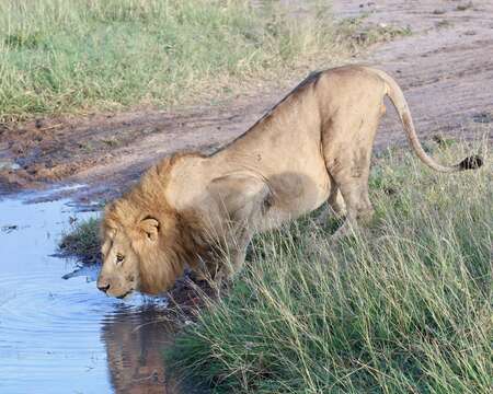 Imagem de Pantherinae