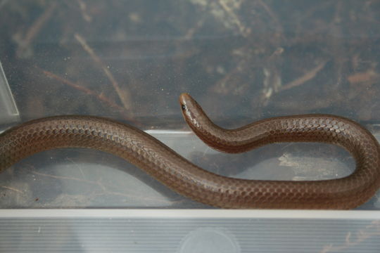18.https www inaturalist org photos 255549.580x360